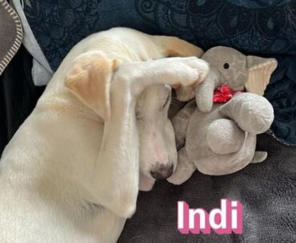 Indi - verschmust und lernwillig