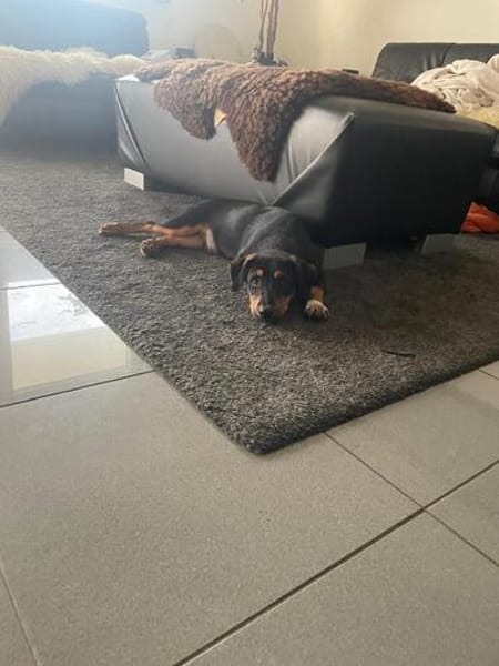 Sonnenschein sucht Zuhause