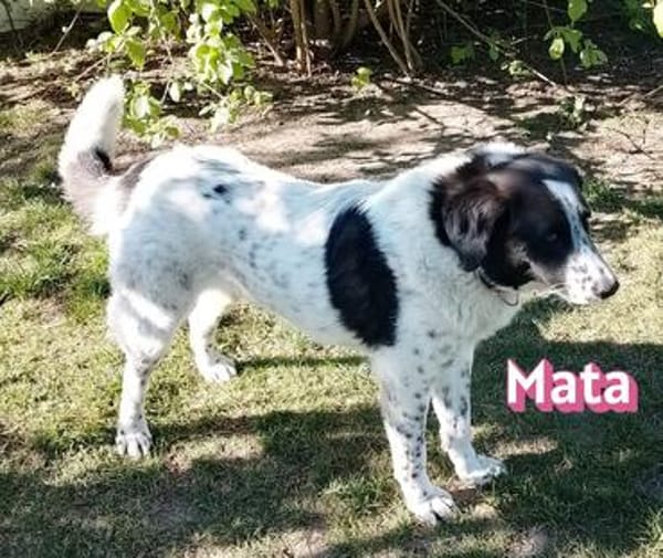 Mata - liebevoll und lernwillig