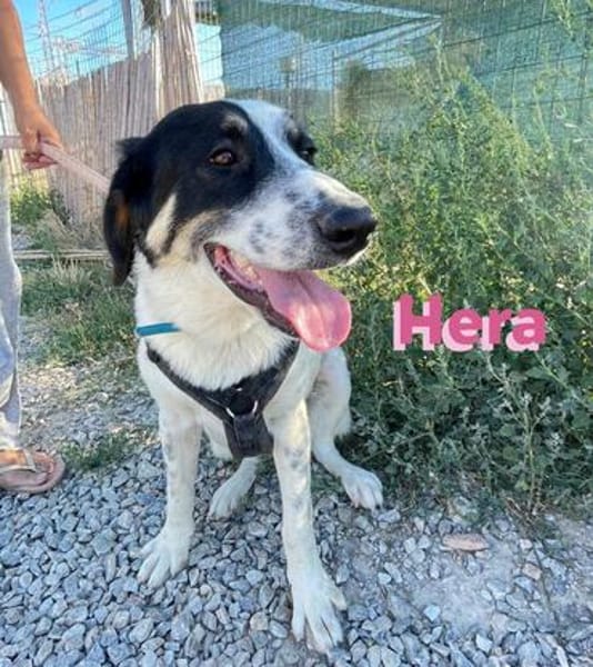 Hera - freundlich und menschenbezogen