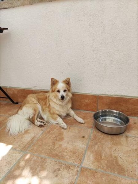 ❤Bildschöne Mery sucht ihr Für-immer-Zuhause