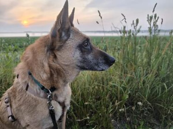 RUBY in 91616 Neusitz sucht