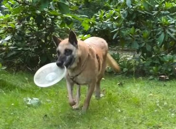 RUBY in 91616 Neusitz sucht