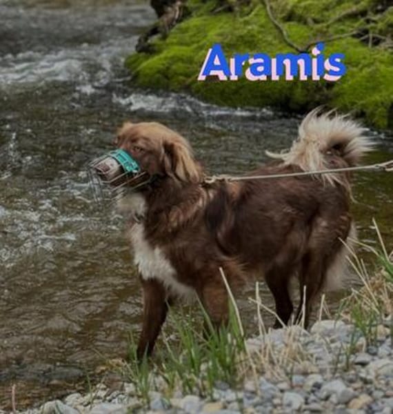 Vermittlungshilfe Aramis; 88239 Amtzell