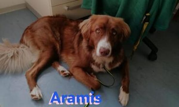 Vermittlungshilfe Aramis; 88239 Amtzell
