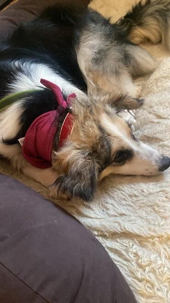 Yuna sucht ihr Für-immer-Zuhause ❤
