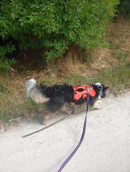 Yuna sucht ihr Für-immer-Zuhause ❤