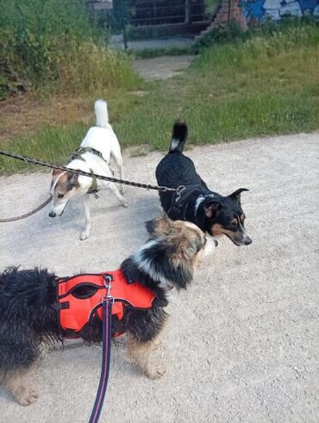 Yuna sucht ihr Für-immer-Zuhause ❤