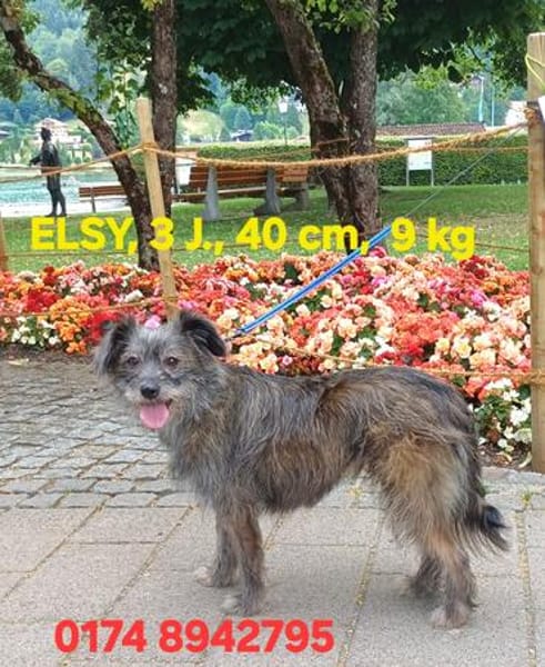 ELSY sucht ihr Körbchen