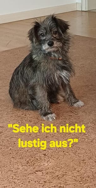 ELSY sucht ihr Körbchen