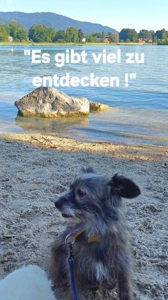 ELSY sucht ihr Körbchen