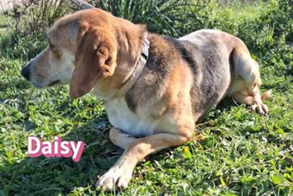 Daisy - treu und menschenbezogen