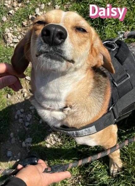 Daisy - treu und menschenbezogen