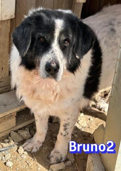 Bruno 2 - gemütlich, ruhig - Gnadenbrot