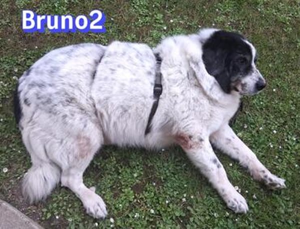 Bruno 2 - gemütlich, ruhig - Gnadenbrot