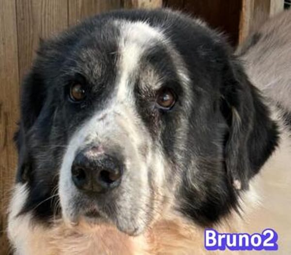 Bruno 2 - gemütlich, ruhig - Gnadenbrot