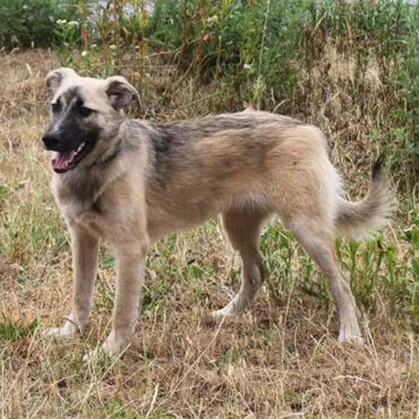 Bea - Familienanschluss gesucht