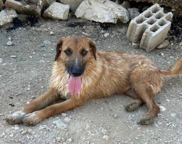 Sanfter ♥Oscar♥ wartet schon in 74749 Rosenberg