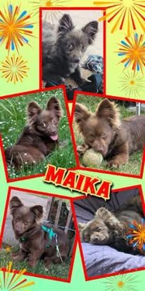 kleine süße Maika auf PS in 92278