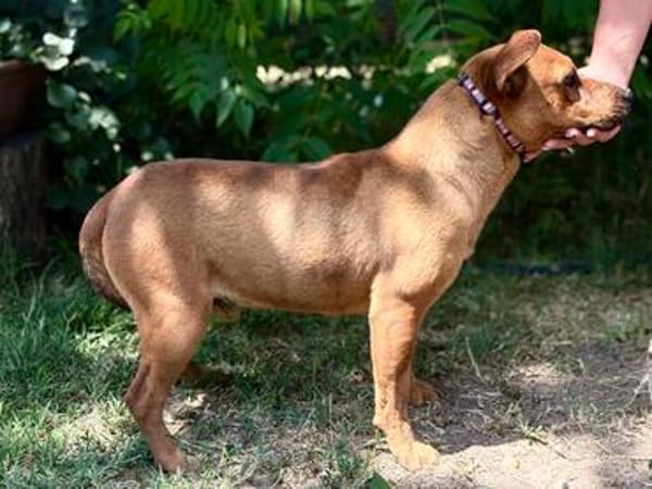 Bandi -Fröhlicher Herzenshund