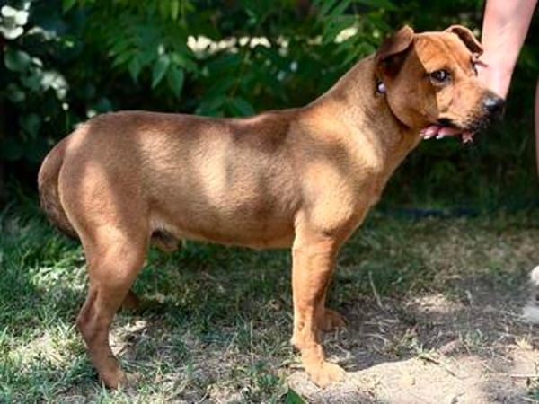 Bandi -Fröhlicher Herzenshund