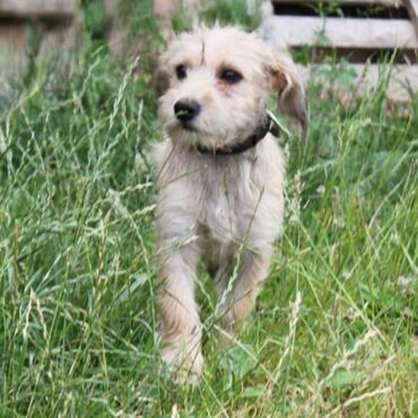 Daisy - wer schließt mich in sein Herz?