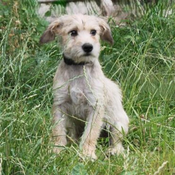 Daisy - wer schließt mich in sein Herz?