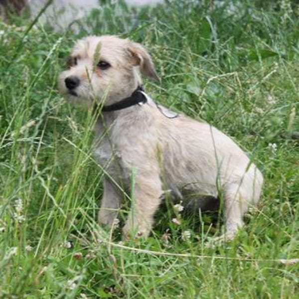 Daisy - wer schließt mich in sein Herz?