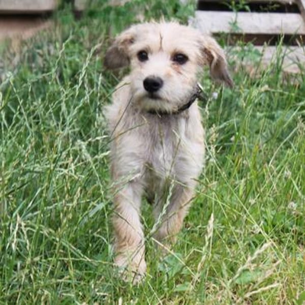 Daisy - wer schließt mich in sein Herz?
