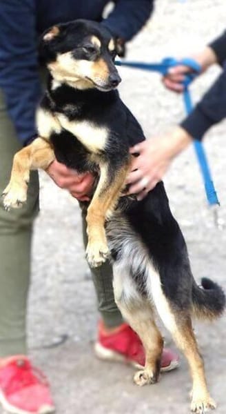 Hundeschatz LUCKY