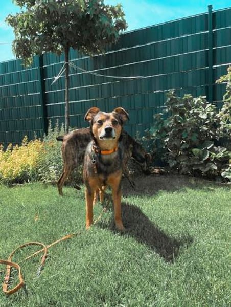 Laki  verschmuster Herzenshund sucht Zuhause