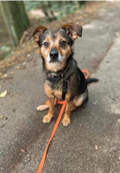 Laki  verschmuster Herzenshund sucht Zuhause