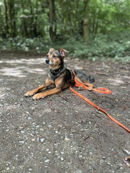 Laki  verschmuster Herzenshund sucht Zuhause