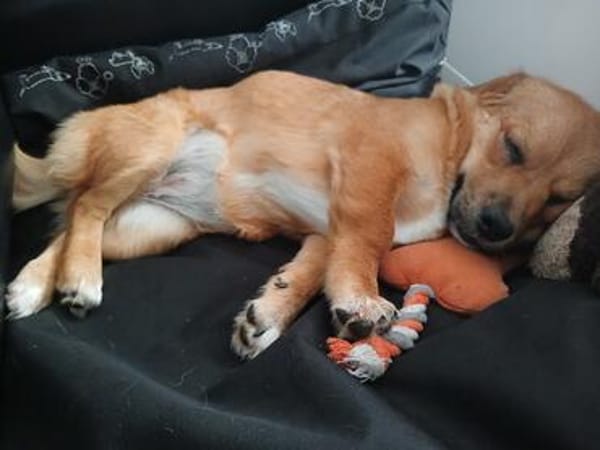 Zuckerschnute Livia sucht Herzmenschen