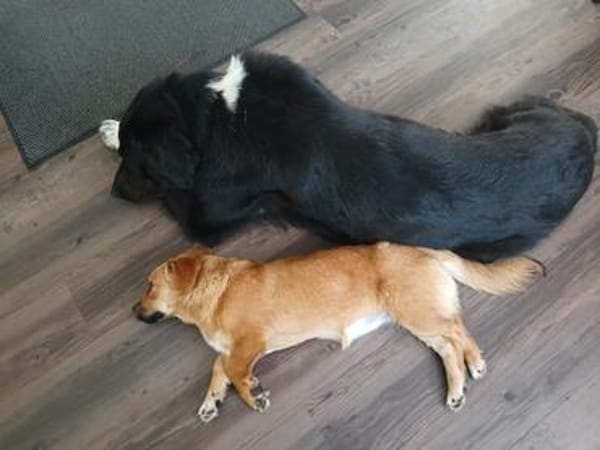 Zuckerschnute Livia sucht Herzmenschen