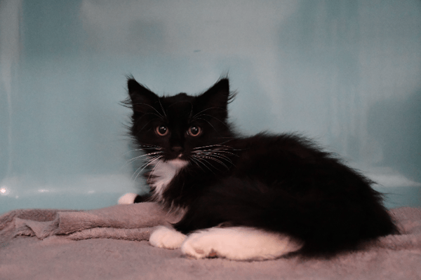 Batman "en cours d'adoption"