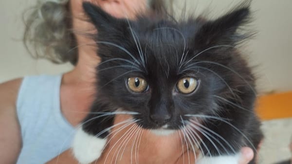 Batman "en cours d'adoption"