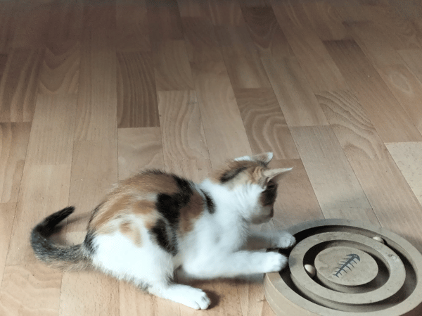 Bella