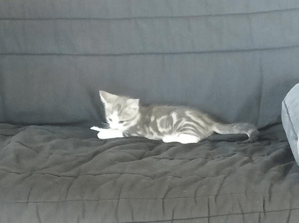 Berlioz