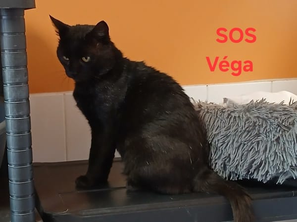 VEGA