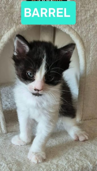 BARREL ET SHRIMP À ADOPTER EN DUO OU SEUL SI DÉJÀ UN CHAT PRÉSENT CHEZ VOUS
