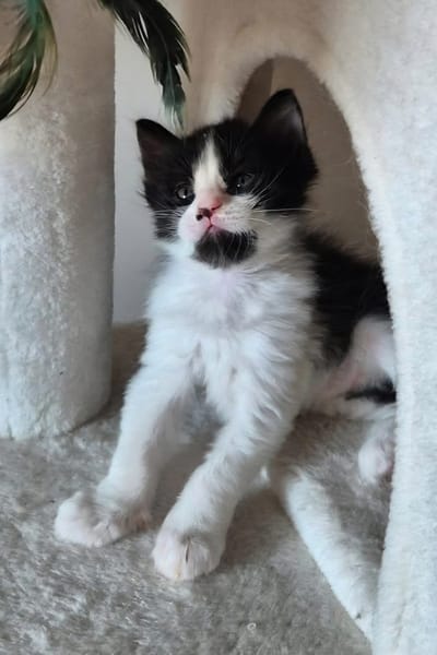 BARREL ET SHRIMP À ADOPTER EN DUO OU SEUL SI DÉJÀ UN CHAT PRÉSENT CHEZ VOUS