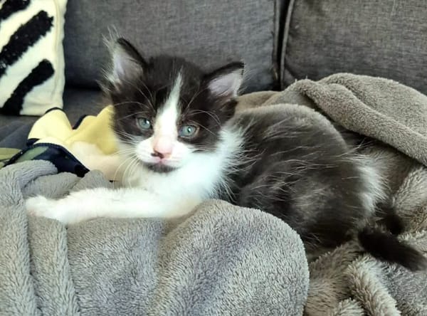 BARREL ET SHRIMP À ADOPTER EN DUO OU SEUL SI DÉJÀ UN CHAT PRÉSENT CHEZ VOUS