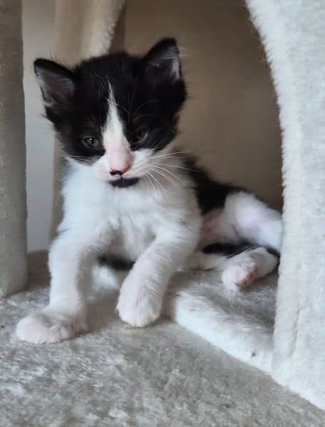 BARREL ET SHRIMP À ADOPTER EN DUO OU SEUL SI DÉJÀ UN CHAT PRÉSENT CHEZ VOUS
