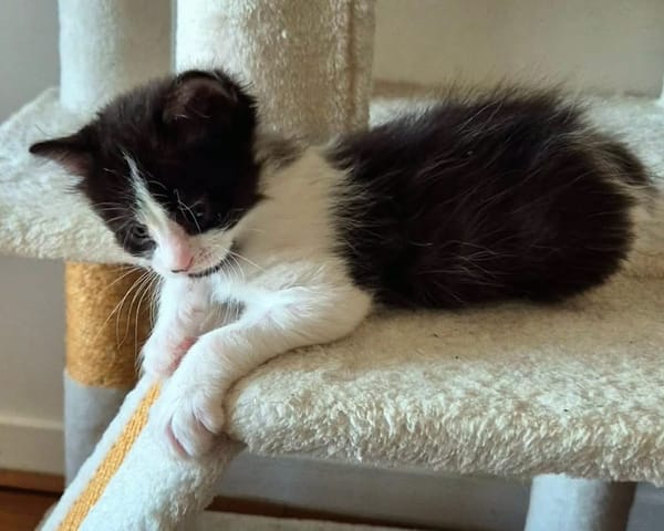BARREL ET SHRIMP À ADOPTER EN DUO OU SEUL SI DÉJÀ UN CHAT PRÉSENT CHEZ VOUS