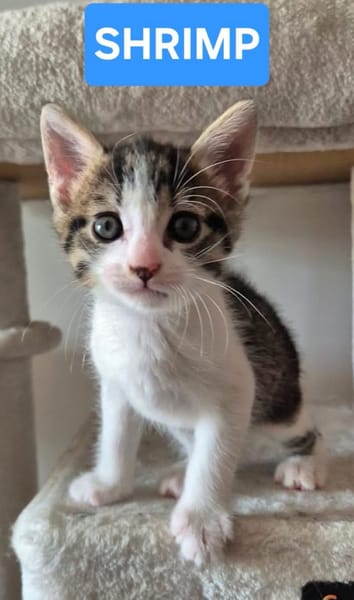 BARREL ET SHRIMP À ADOPTER EN DUO OU SEUL SI DÉJÀ UN CHAT PRÉSENT CHEZ VOUS