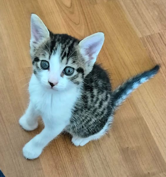 BARREL ET SHRIMP À ADOPTER EN DUO OU SEUL SI DÉJÀ UN CHAT PRÉSENT CHEZ VOUS