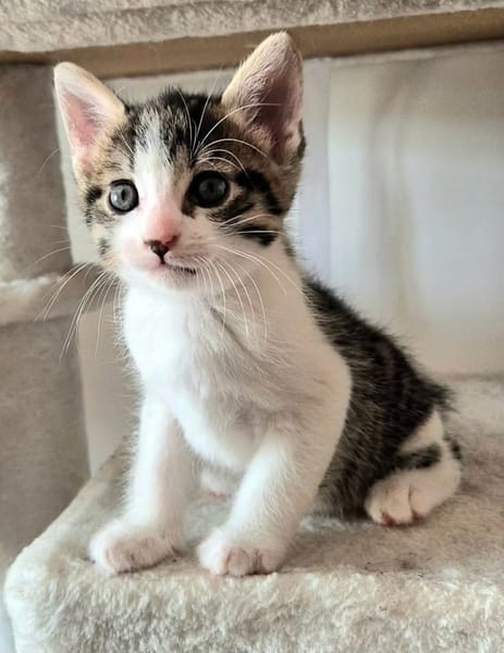 BARREL ET SHRIMP À ADOPTER EN DUO OU SEUL SI DÉJÀ UN CHAT PRÉSENT CHEZ VOUS