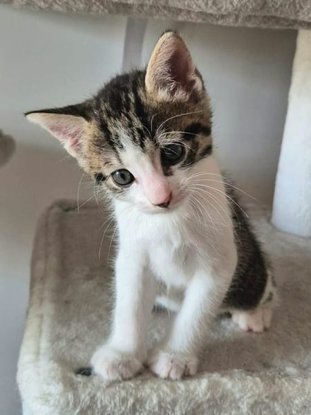 BARREL ET SHRIMP À ADOPTER EN DUO OU SEUL SI DÉJÀ UN CHAT PRÉSENT CHEZ VOUS