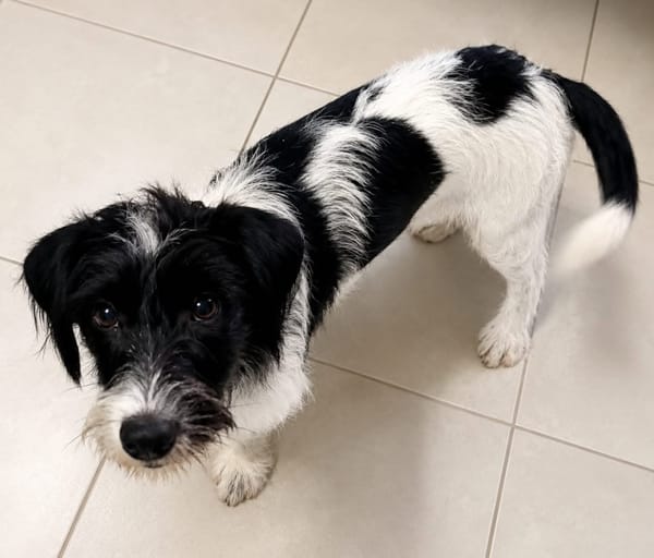 MILOU